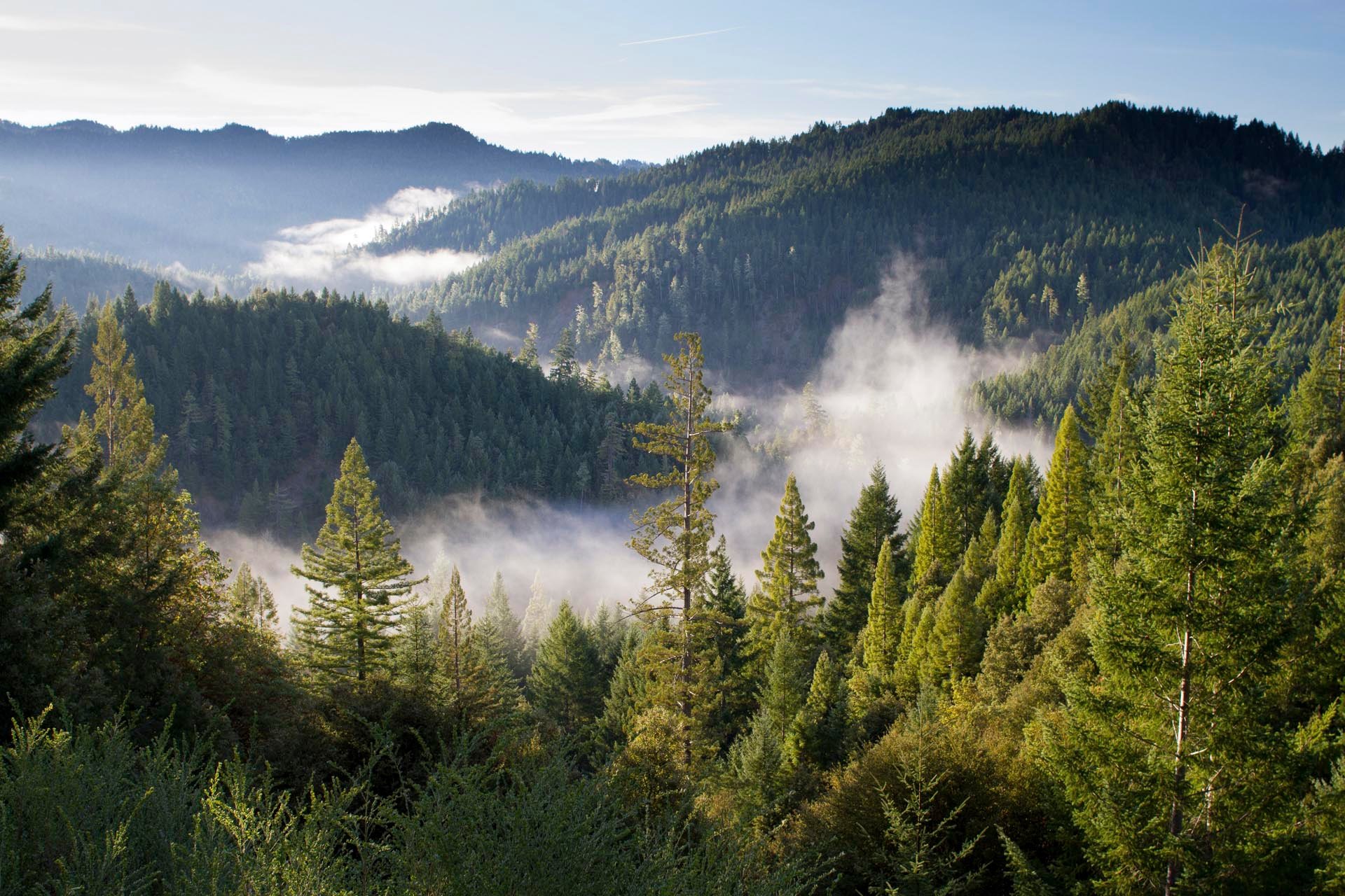 forest and benefits of engineered wood