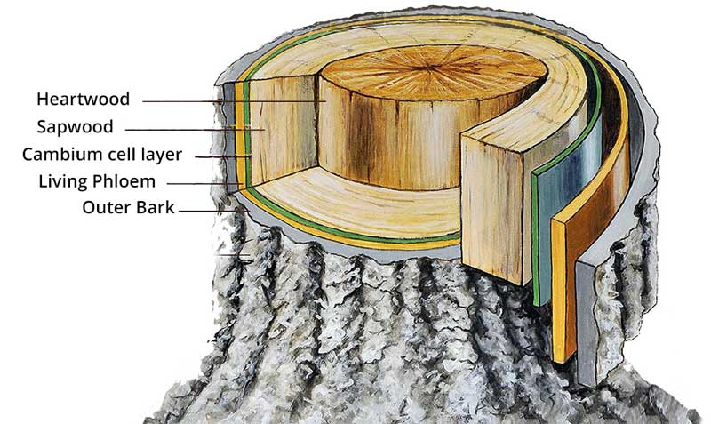 cross-section-of-tree-trunk (1)